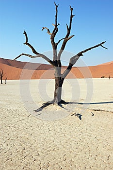 Tree in the desert - Deadvlei