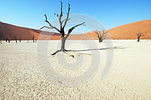 Tree in the desert - Deadvlei