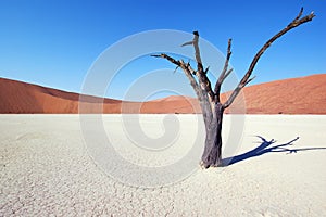 Tree in the desert - Deadvlei