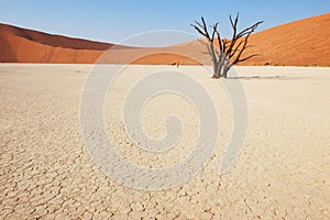 Tree in the desert - Deadvlei