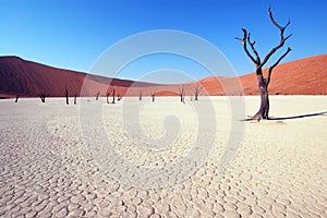 Tree in the desert - Deadvlei