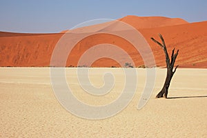 Tree in the desert - Deadvlei