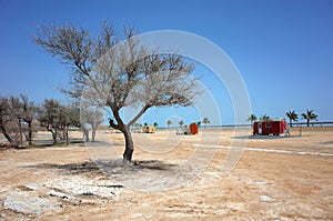 Tree in desert environment, Picnic area along Dibba beach