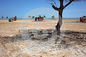 Tree in desert environment, Picnic area along Dibba beach