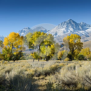 Tree in desert landscape / USA / America mountains