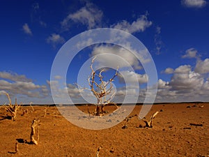 Tree in the desert