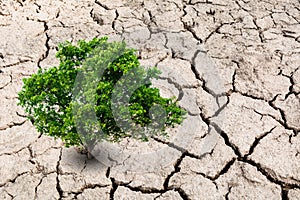 A tree on desolate land. Tree on dry earth, ecology disaster