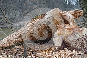 Tree destroyed by beaver photo