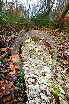 Tree-destroying saprophytic fungi (Trichaptum biforme), commonly known as the violet-pored bracket fungus