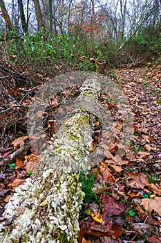 Tree-destroying saprophytic fungi (Trichaptum biforme), commonly known as the violet-pored bracket fungus