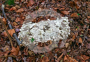 Tree-destroying saprophytic fungi (Trichaptum biforme), commonly known as the violet-pored bracket fungus photo