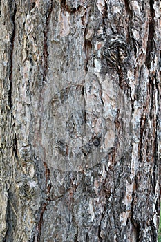 Tree, detail of the cortex, Scotch Pine