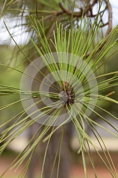 Details of the tree leaf, pine leaf photo