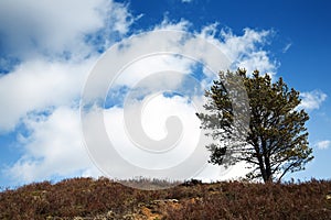 A tree detatched from its forest