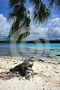 Tree in deus cocos mauritius photo
