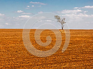 tree in a devastated field land