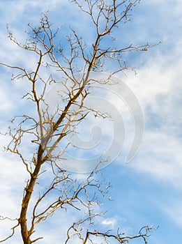 Tree devoid of leaves and sky