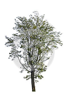 Tree dicut at isolated on white background Neem tree