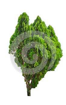 Tree dicut, pine tree  On a white background