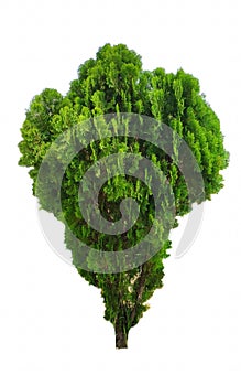 Tree dicut, pine tree  On a white background