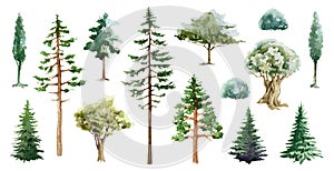 Tree different types watercolor illustration set. Various forest and park plant elements. Pine, oak, fir-tree, conifer