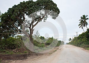 A tree by the dirt road on Eua island in Tonga