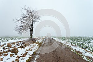 Tree by the dirt road, foggy winter day