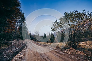 A tree on a dirt road a mountain