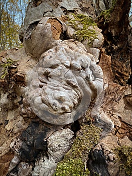 Tree disease. Closeup of sick old deformed oak leaf tree trunk with tubers, knots and bumps