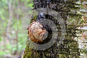tree disease in the form of a growth on the surface of the trunk - suvel on a birch