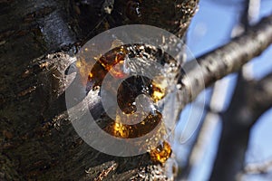 Tree disease on the trunk