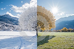 A Tree Divided by Seasons a Concept with Winter Snow and Summer Sun in Landscape