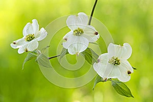 Tree Dogwoods With Copy Space