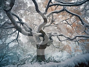 Tree double exposure with winter snow scene