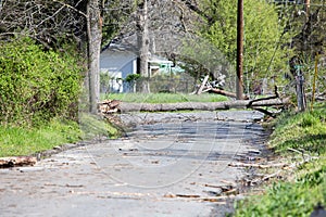 Tree down along with power lines