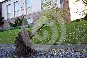 A tree is down in front of a house photo
