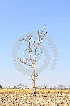 Tree dried