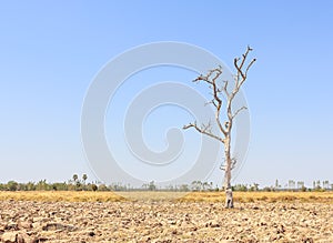 Tree dried