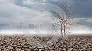 tree is dried on cracked soil in arid areas of landscape