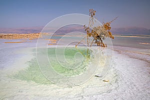 A tree with dried leaves in the salt water of the Dead Sea surrounded by salt formations