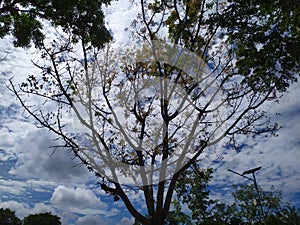 tree that dries up due to heat