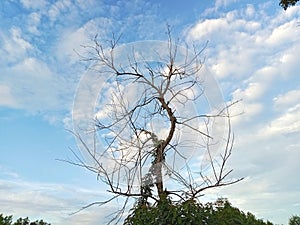 the tree dries up, the leaves fall off. with wild plants climbing its branches, against a background of blue sky and white clouds photo
