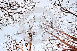 A tree dropping old leaves