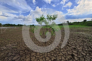 Tree and drought parched ground.