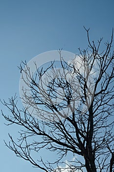 Tree with dry branches blue sky background