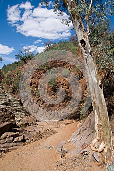 Tree in dry Creek, Flinders Ranges, Australia photo