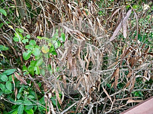 Tree is dry dead in forest,Surrounded by green trees,At market Bangkachao Bangkok Thailand