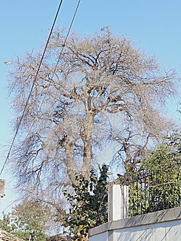 Tree in dry due to water lonelyness tree