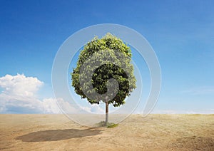 A Tree on A Dry Land