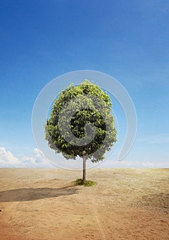 A Tree on A Dry Land